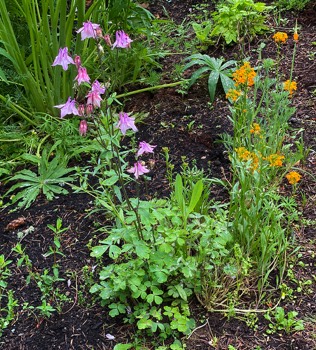 pink columbine