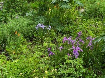 iris symphony