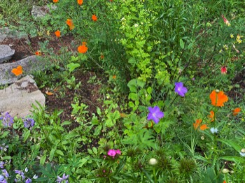 poppies and friends