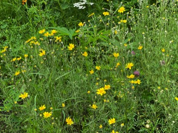 (Oregon) sunshine and clover