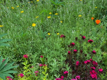 dianthus, Oregon sunshine, poppies