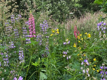 pink lupine hiding in back