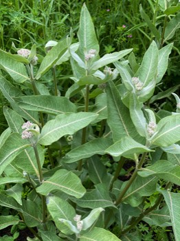 showy milkweed about to blossom
