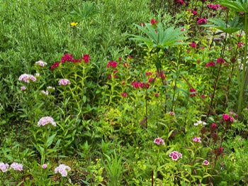 dianthus in different colors