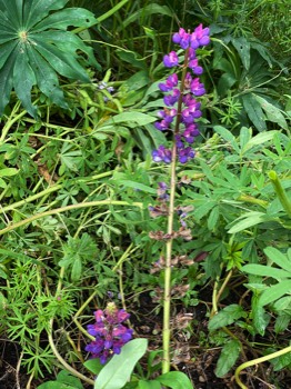 deep red-purple lupine hiding in back