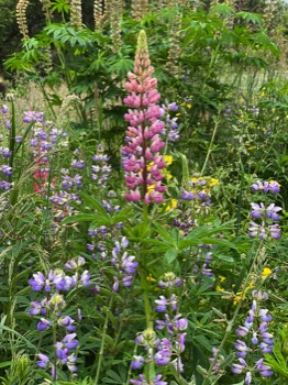 I like this pink lupine so much, here it is again.