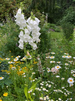 foxglove daisies and more
