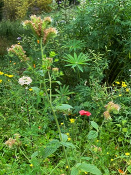 This strange plant is called bees' friend, and they do love it.