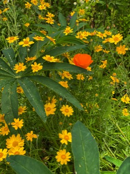 Oregon sunshine and California poppy