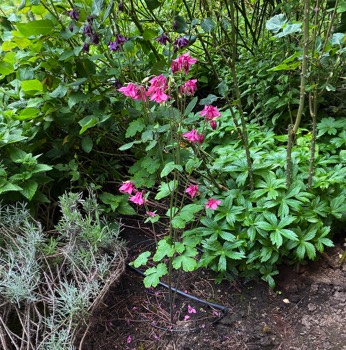 Columbines volunteer in the flowerbed.