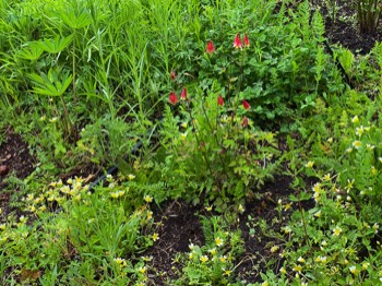 red columbine among the eggflowers