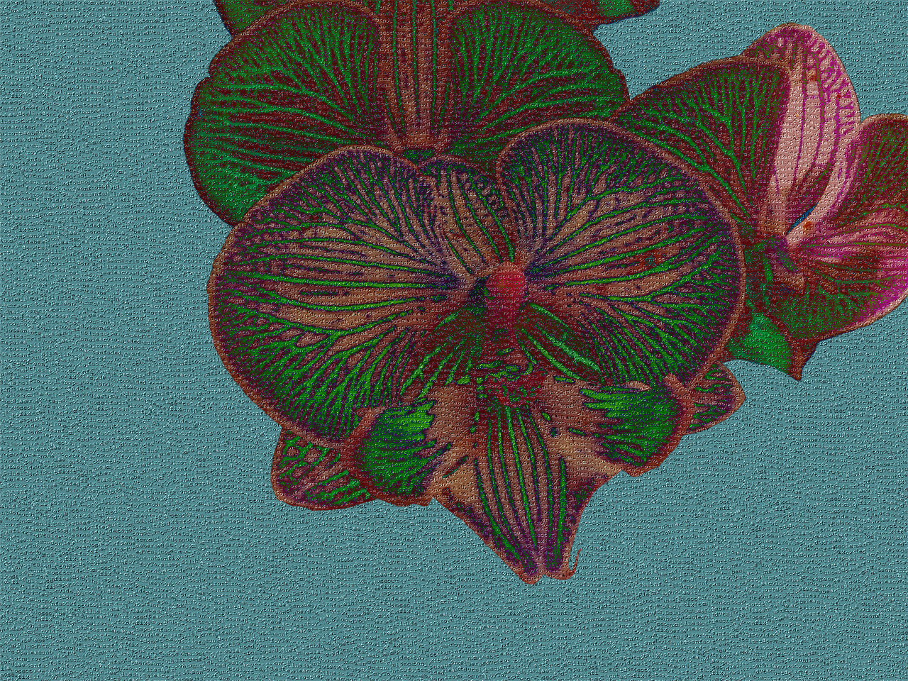 orchid 2