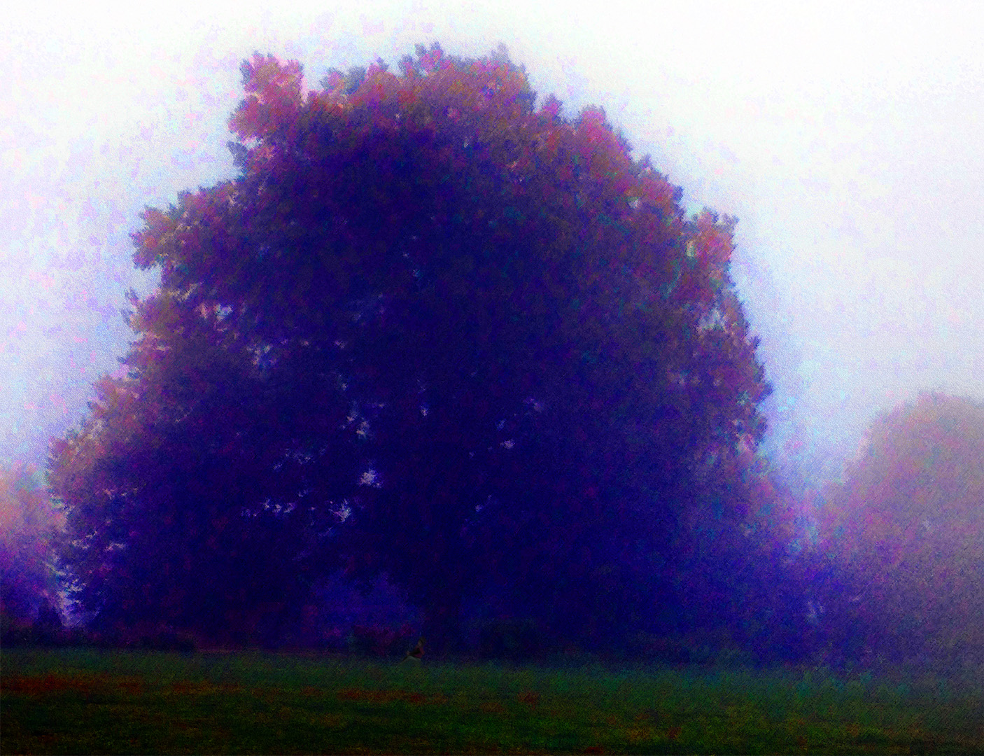 tree in the mist