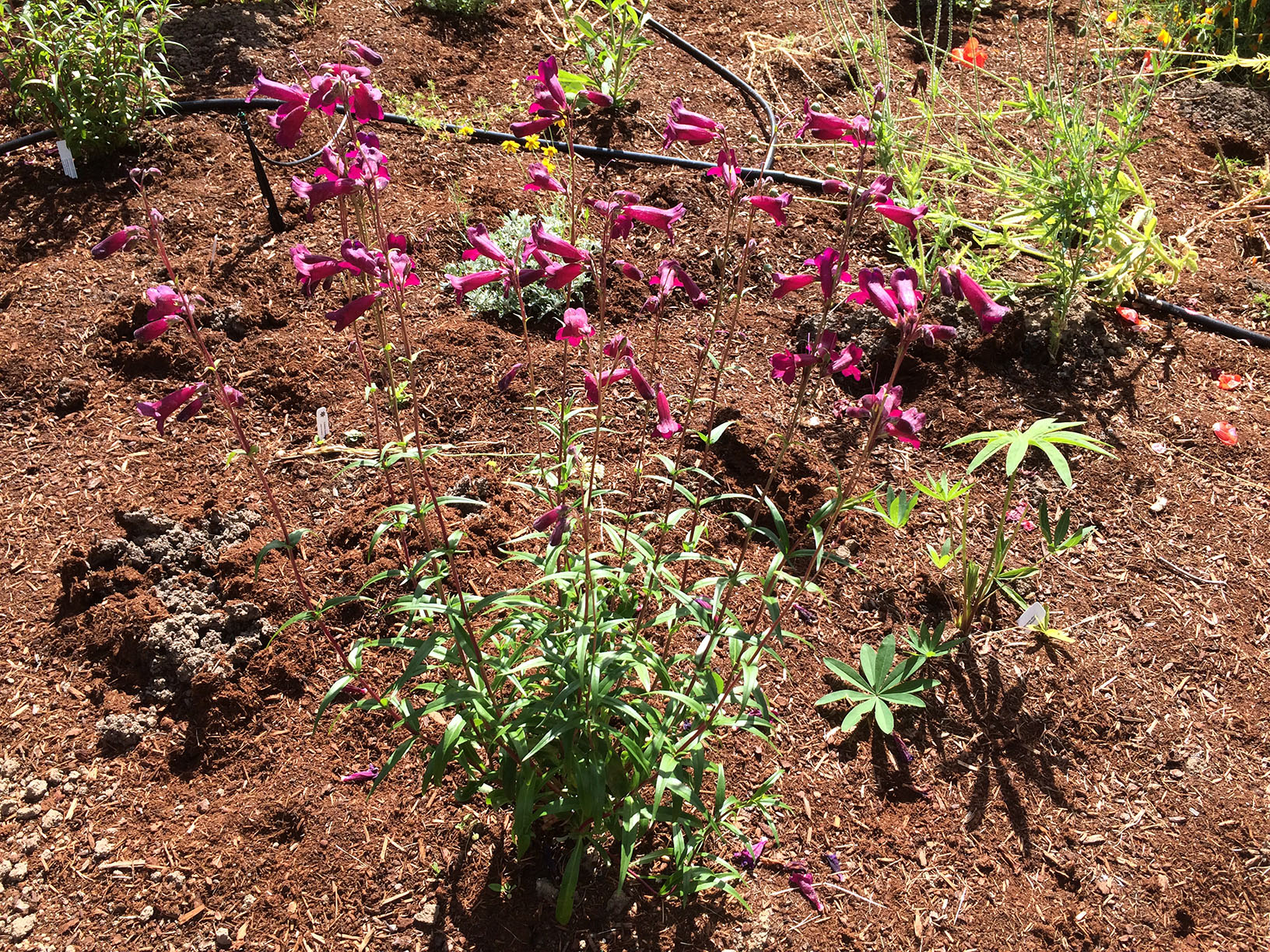 penstemon, star of 2019
