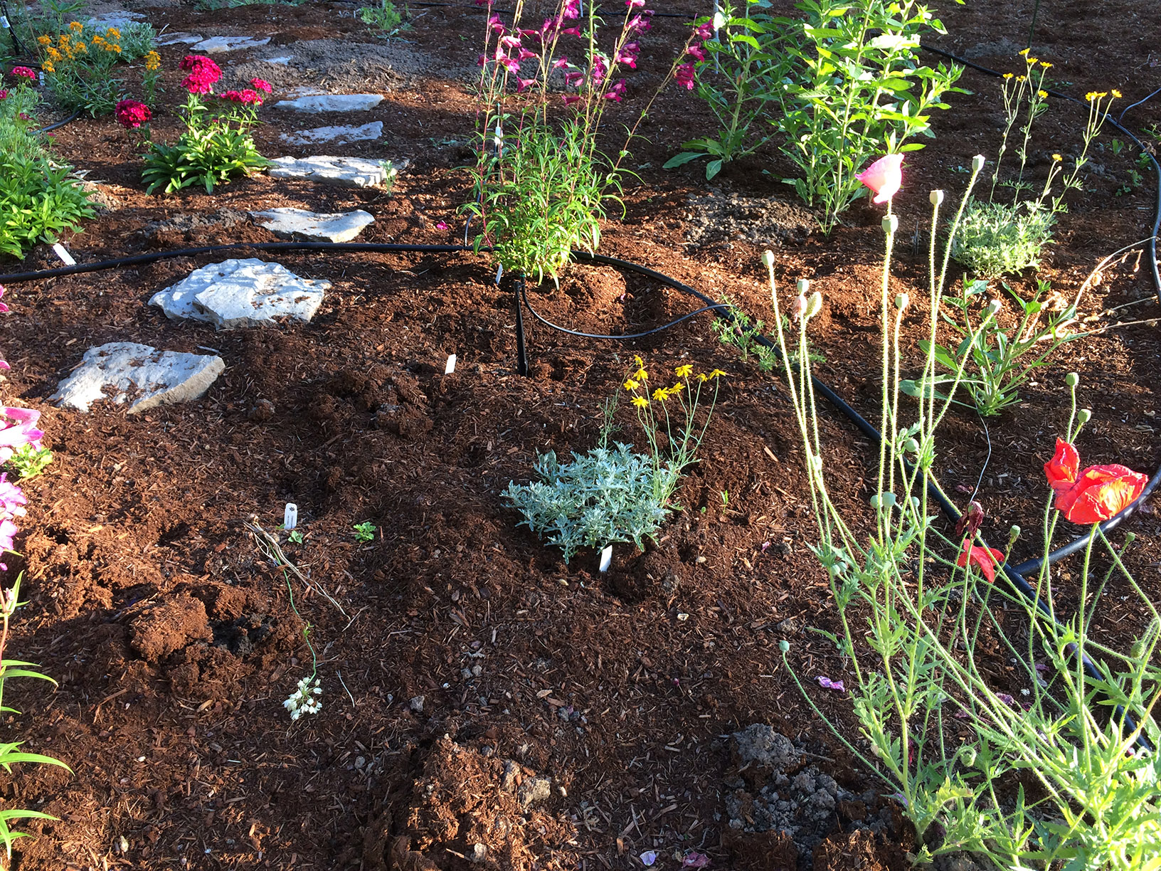 morning, showing the path