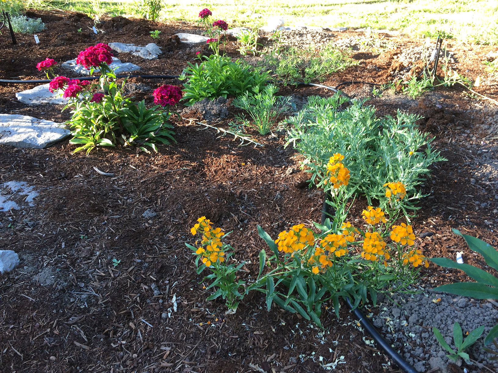 the mysterious orange flower first appears