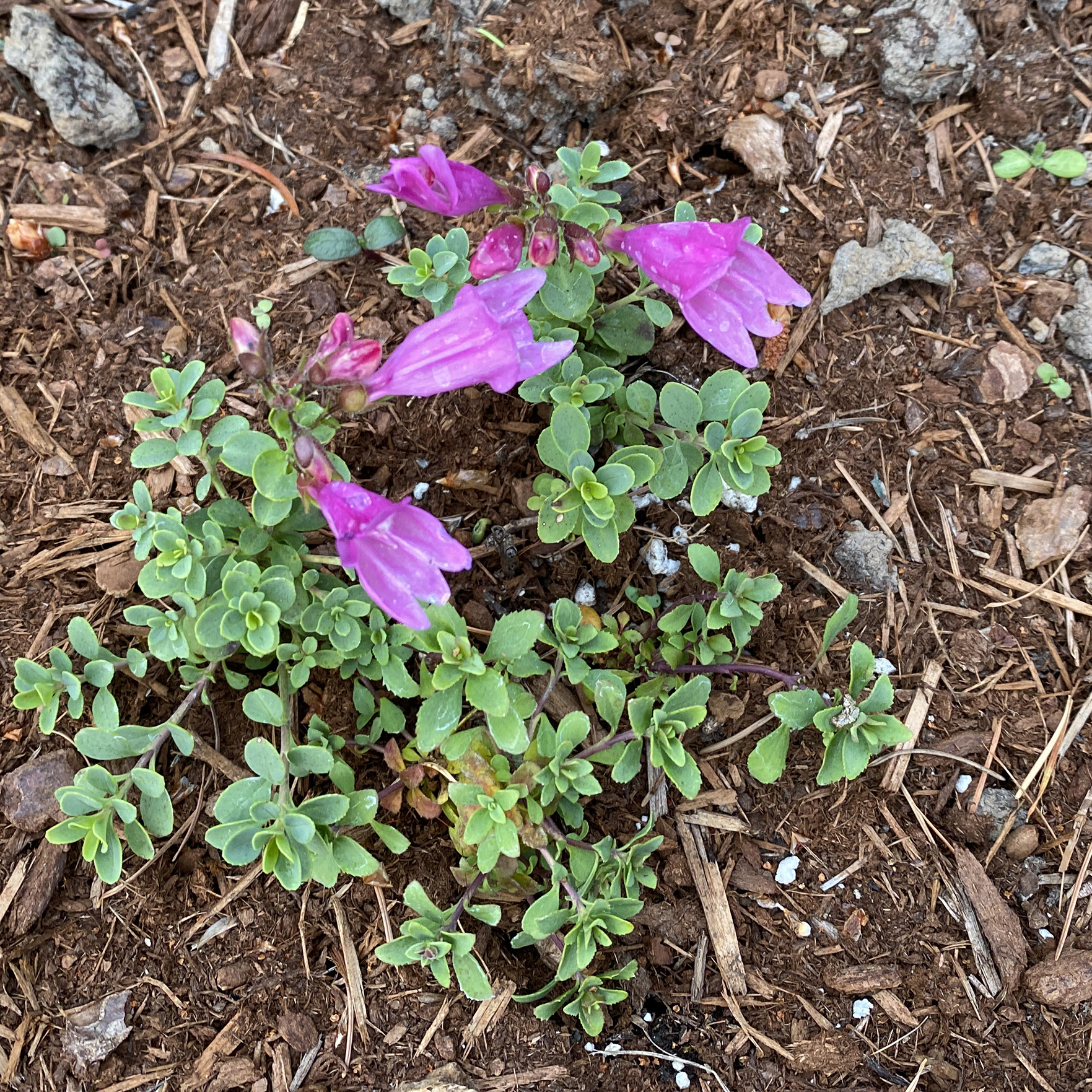 penstemon