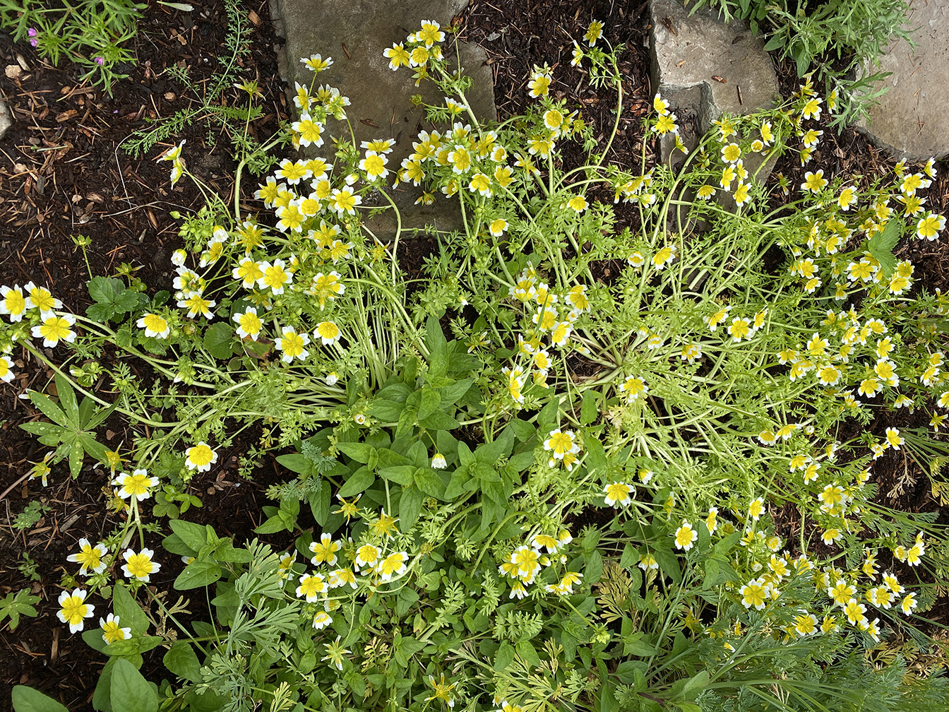 fried egg flowers