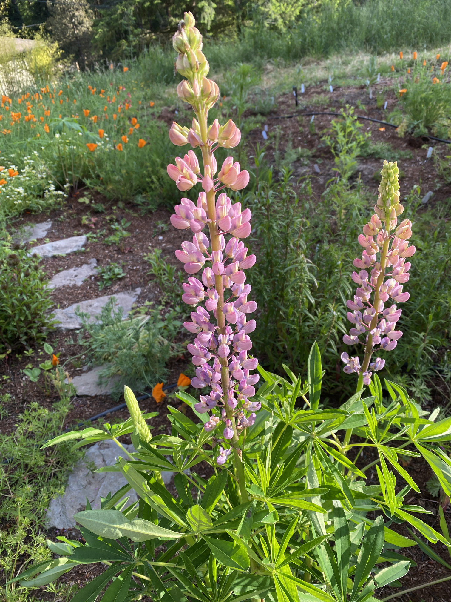 pink lupine