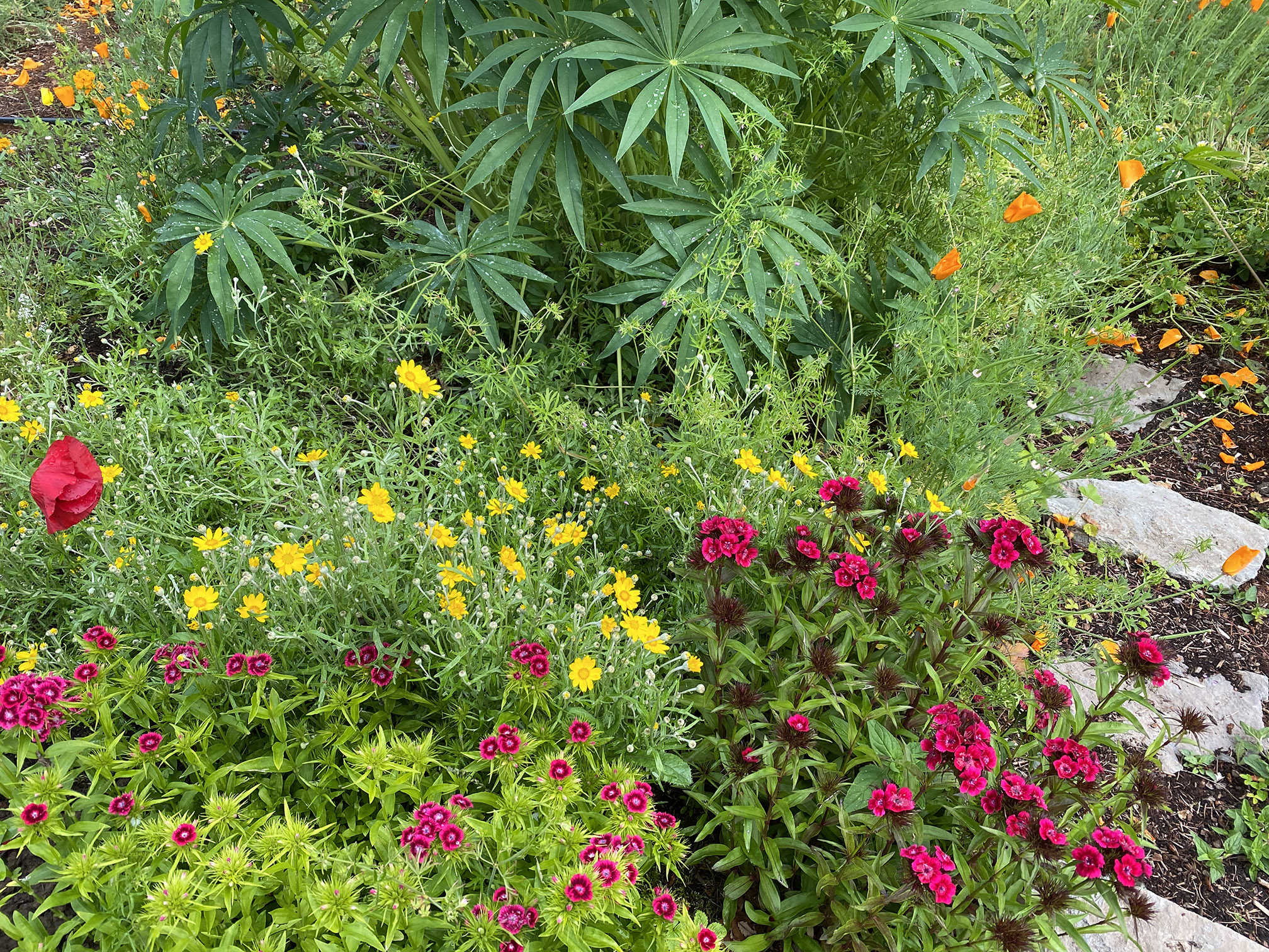 dianthus, sunshine, lupine