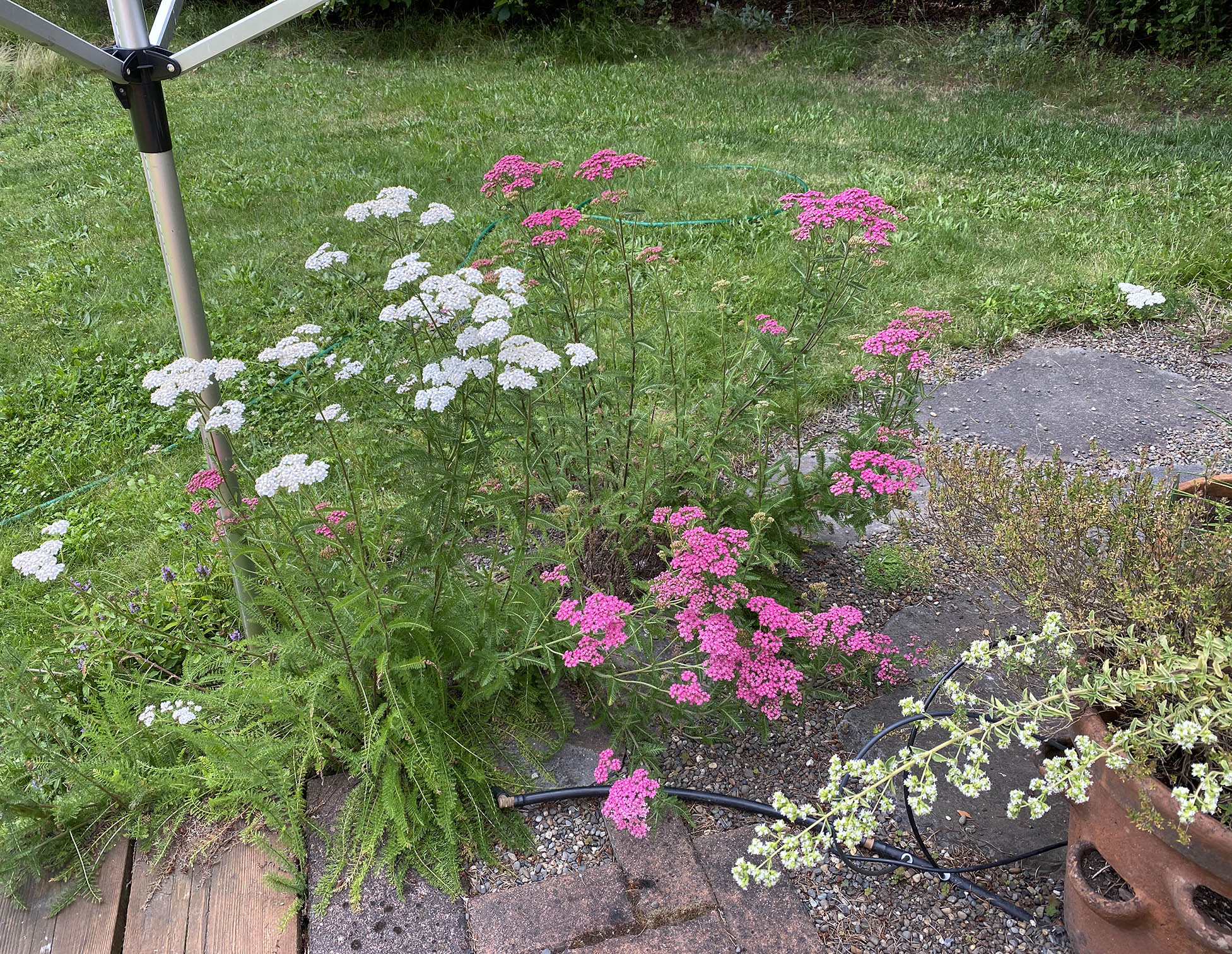 across the yard, yarrow volunteers