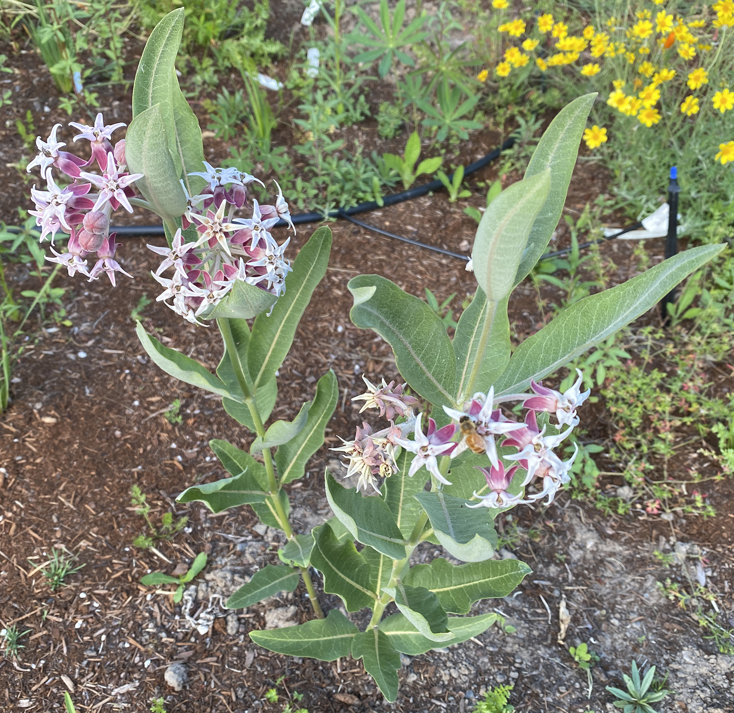 showy milkweed with bee