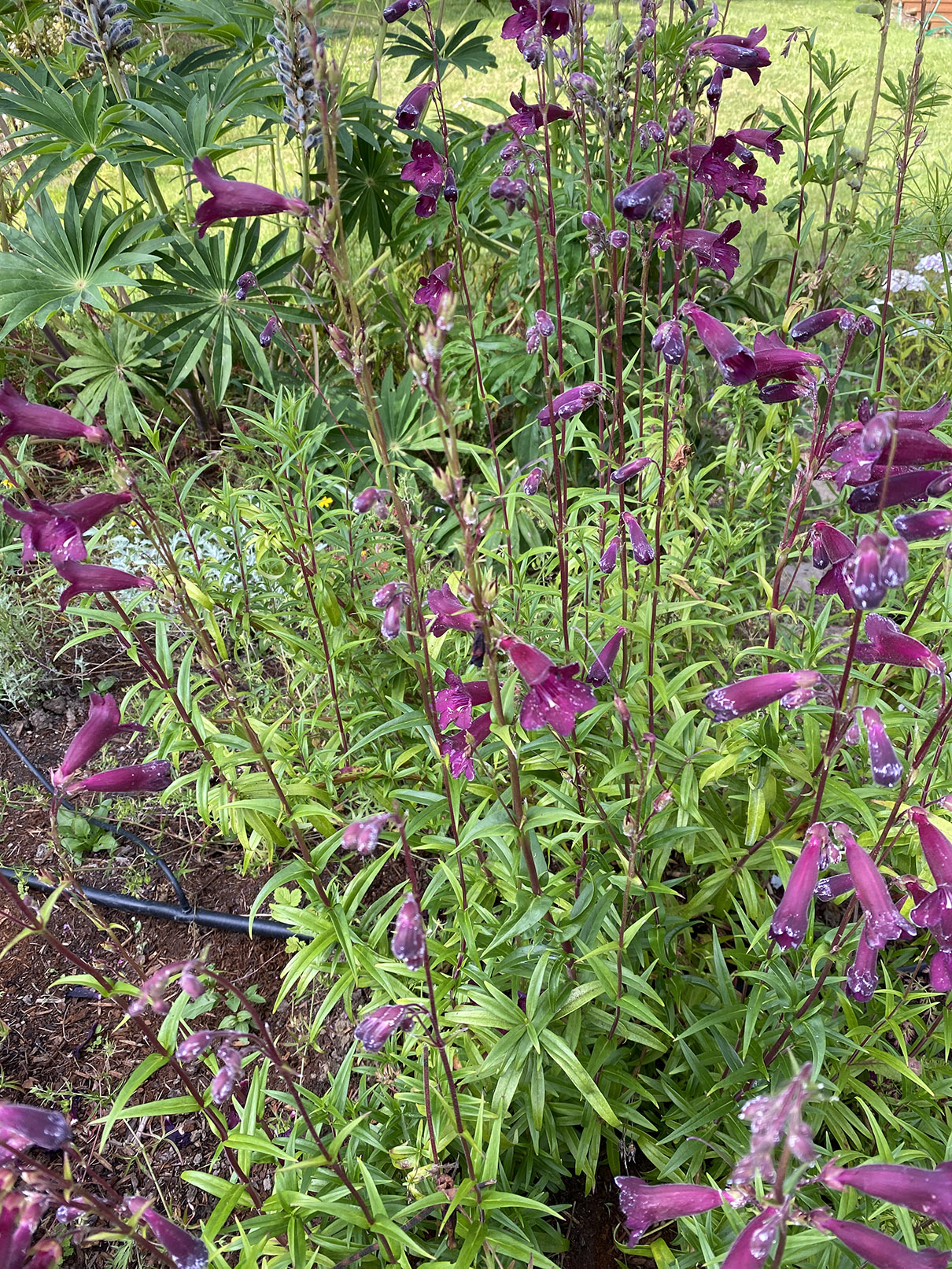 penstemon