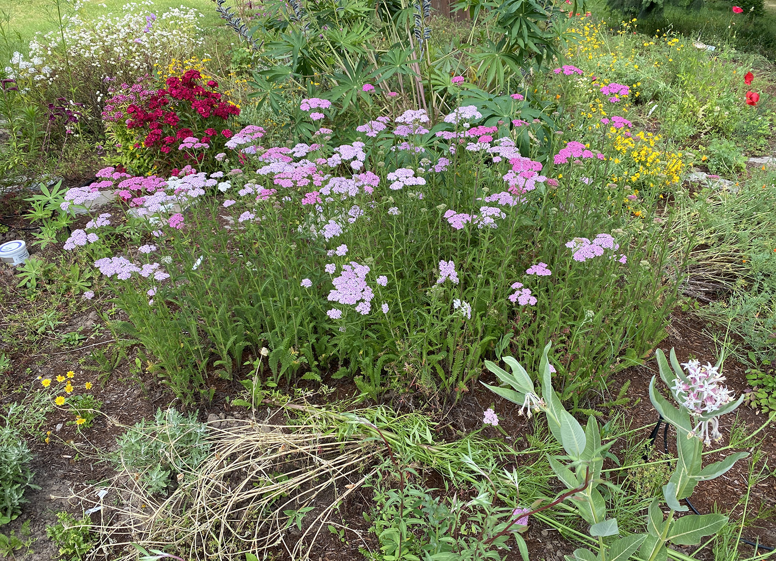 dianthus yarrow milkweed