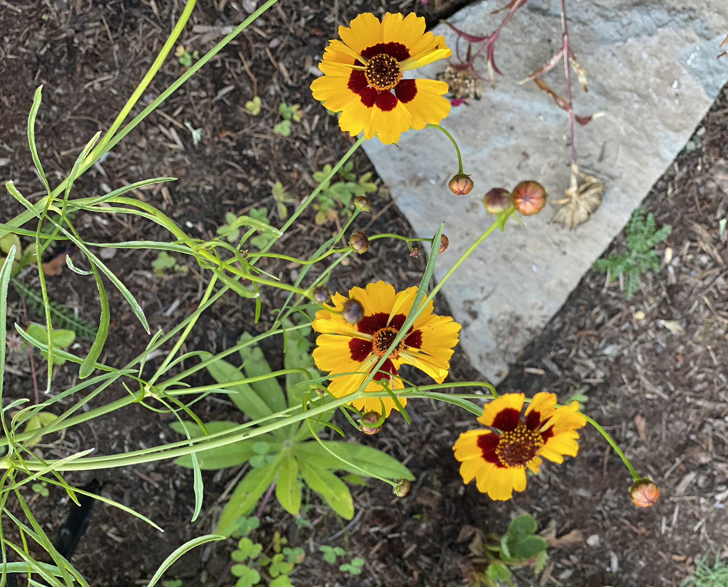 coreopsis