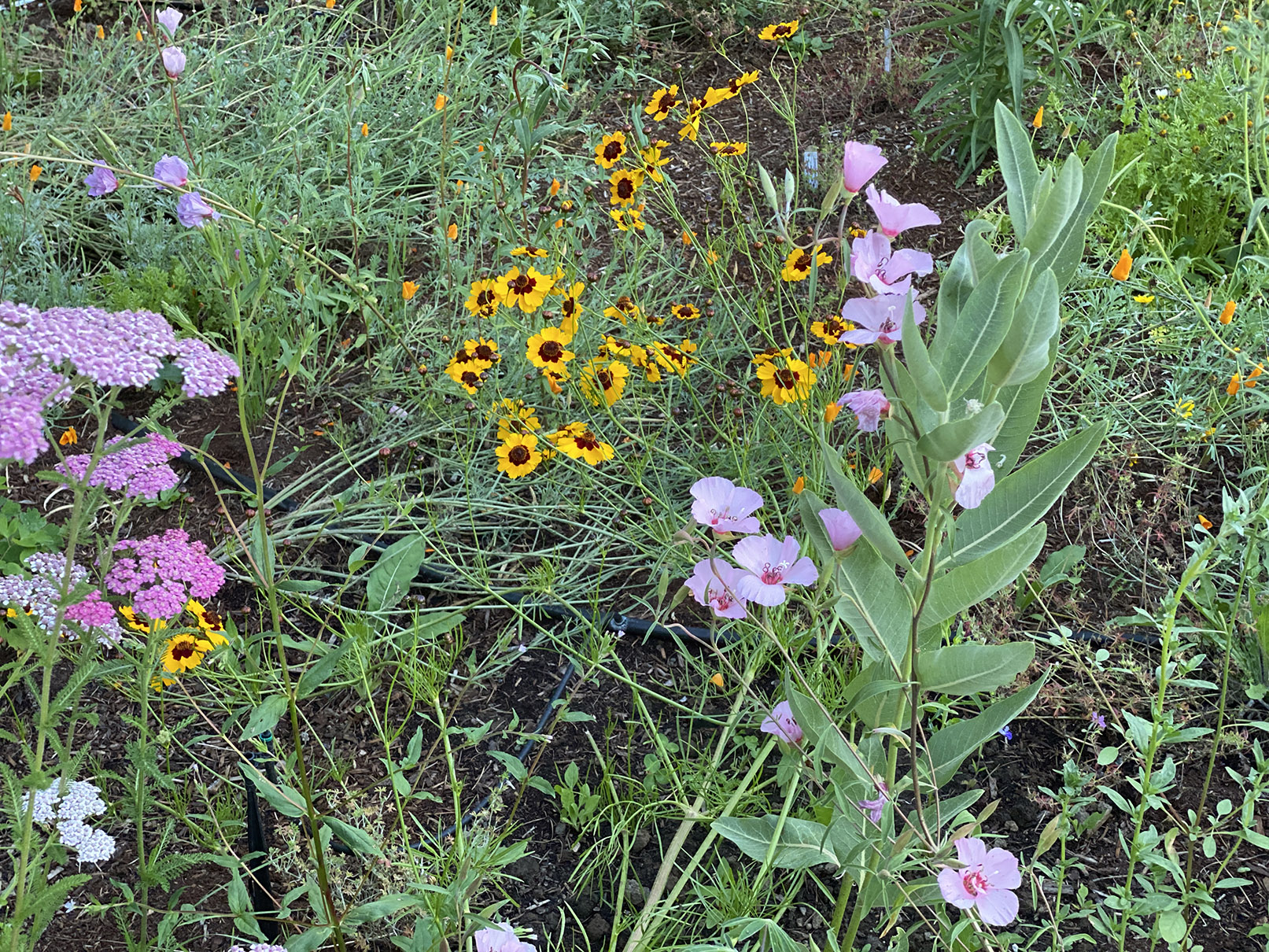 coreopsis clarksia milkweed
