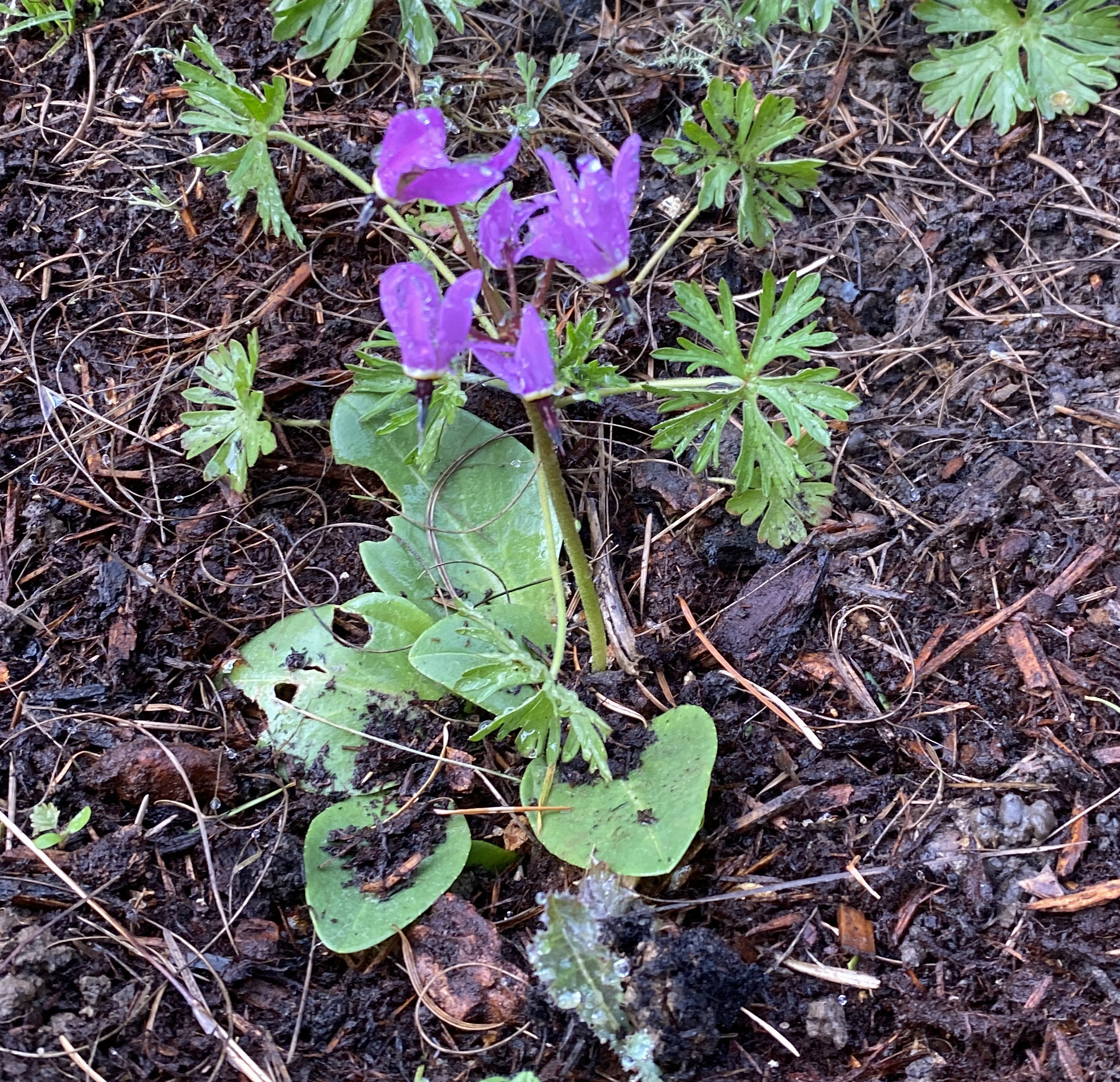 Henderson's shooting star
