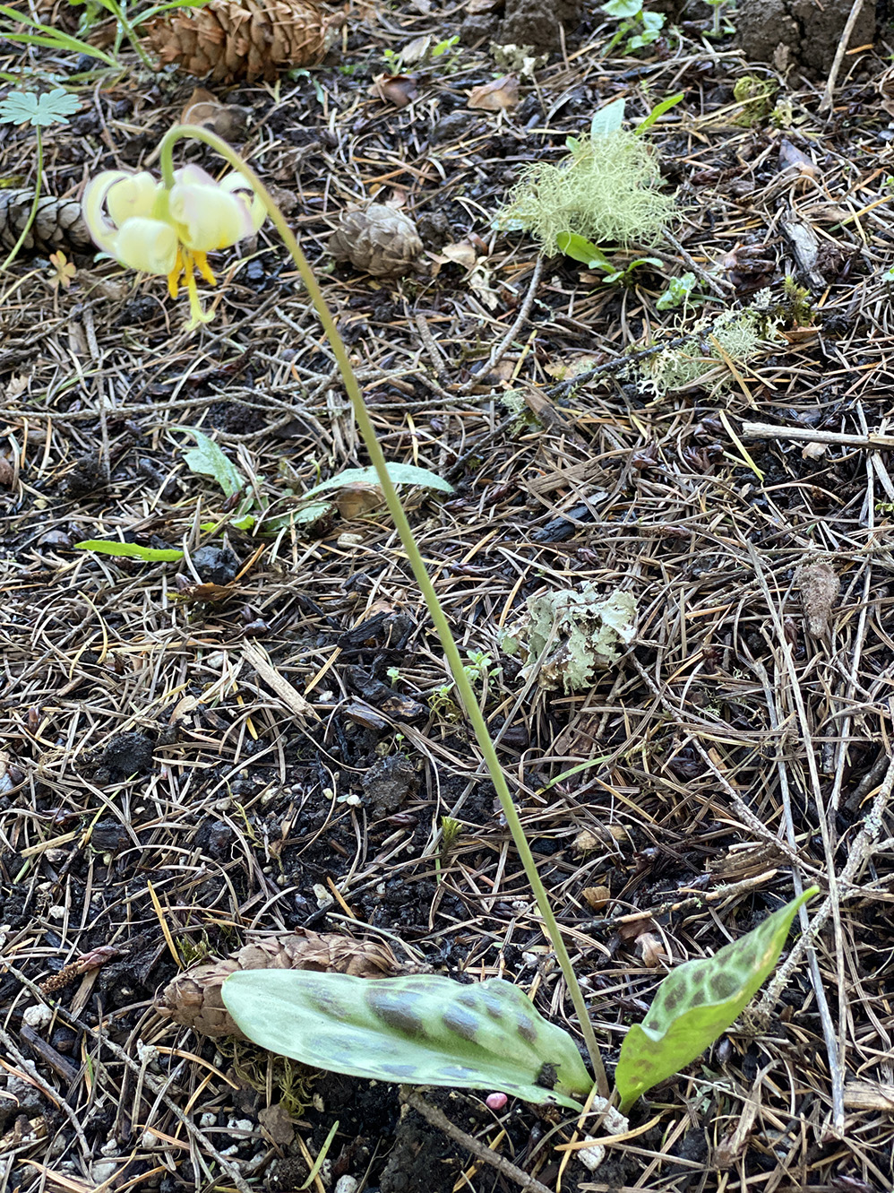 Sorry I didn't catch the fawn lily when it was a perfect bell