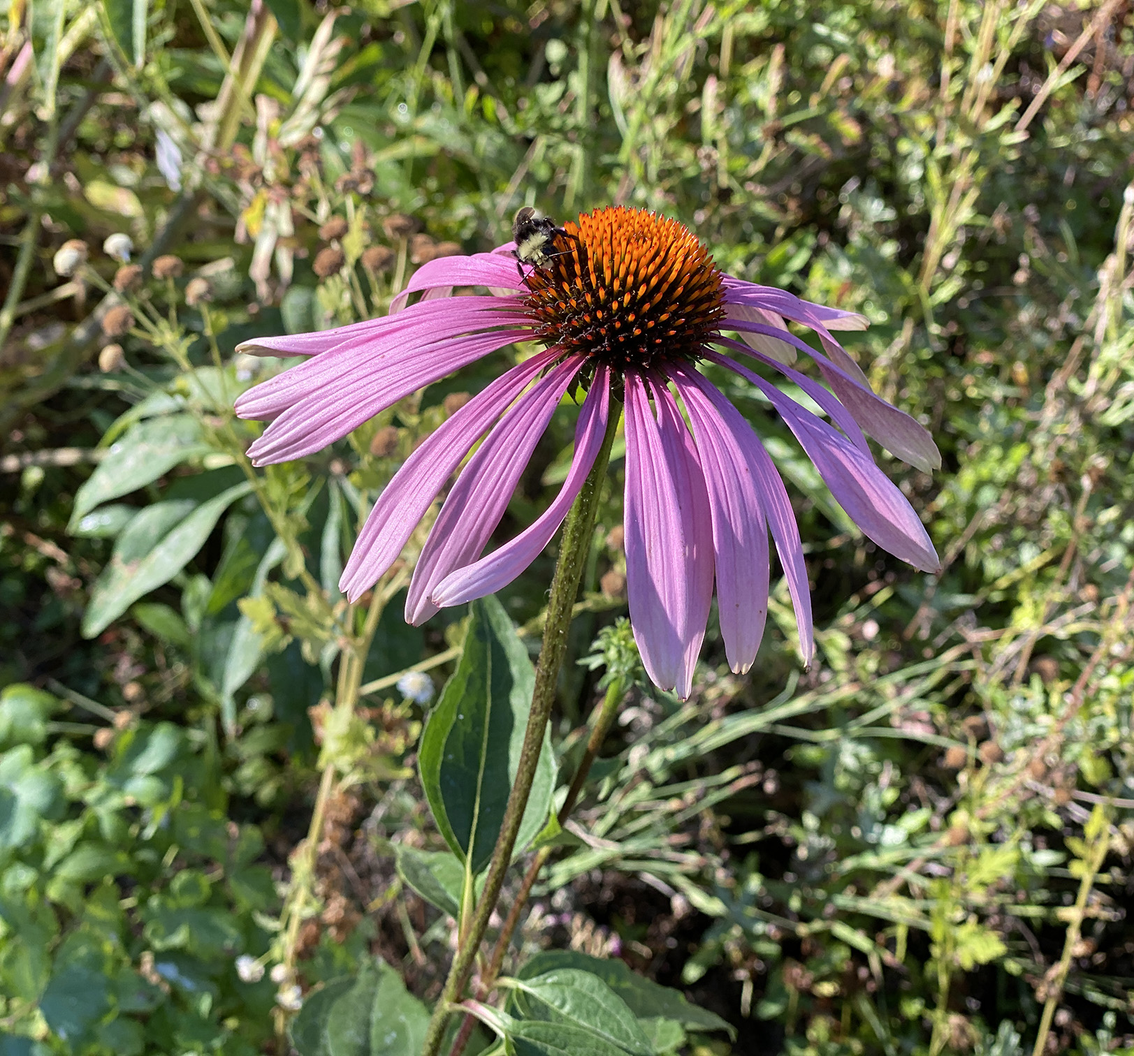 Echinacea and bumblebee