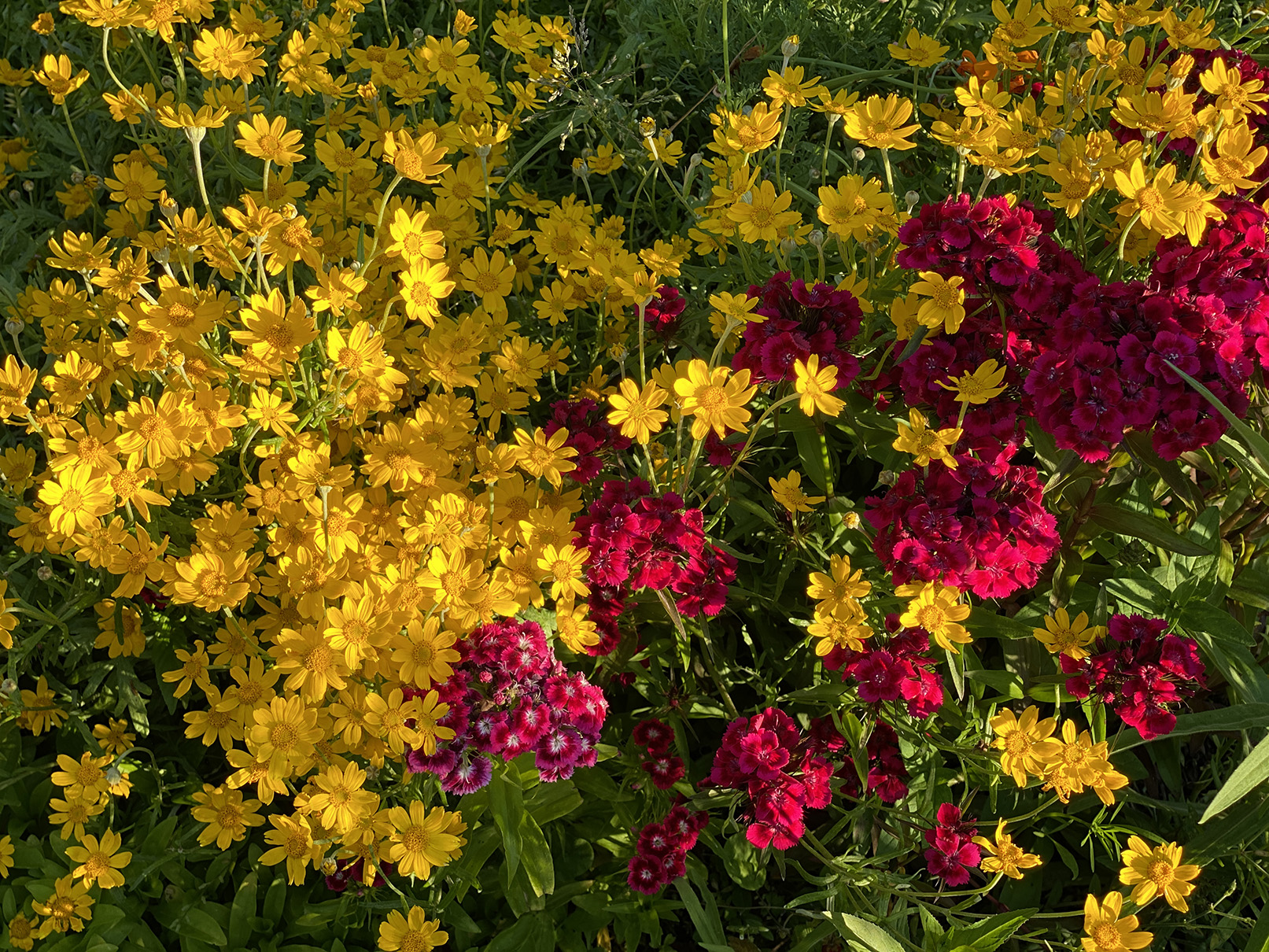 Oregon sunshine and dianthus in circus colors