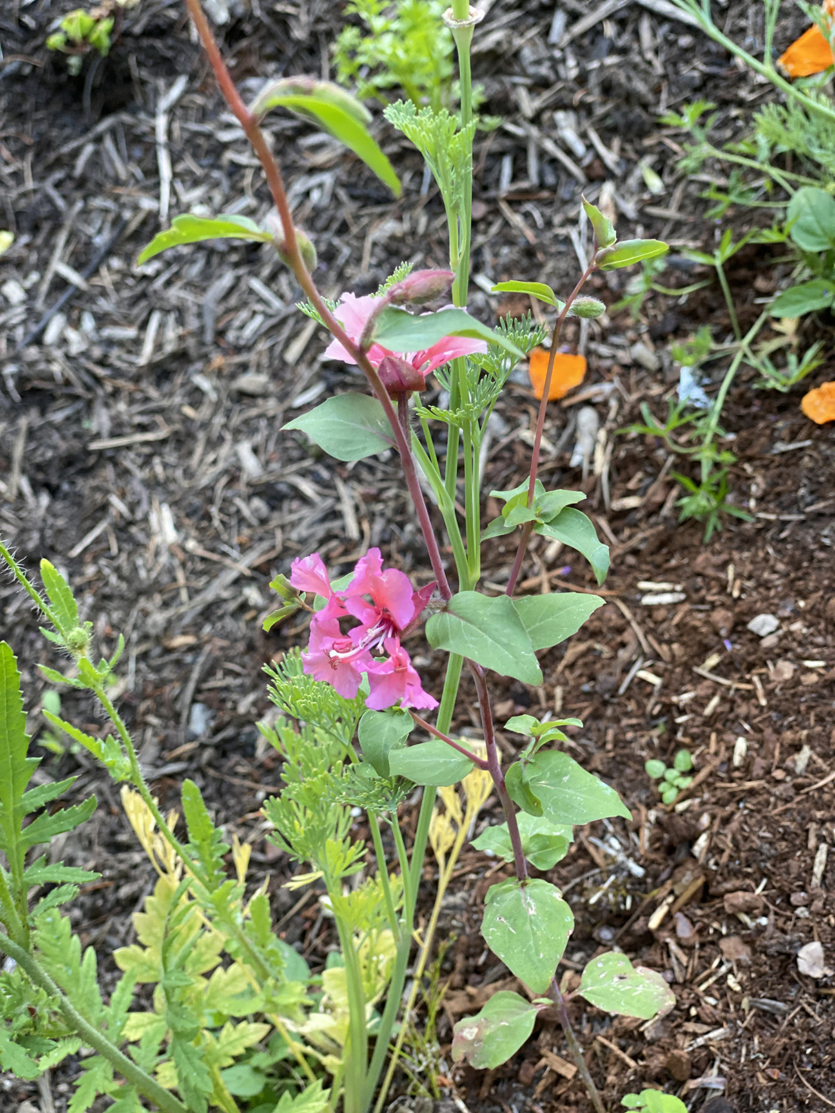 A pink monkeyflower in the established part... who knew?