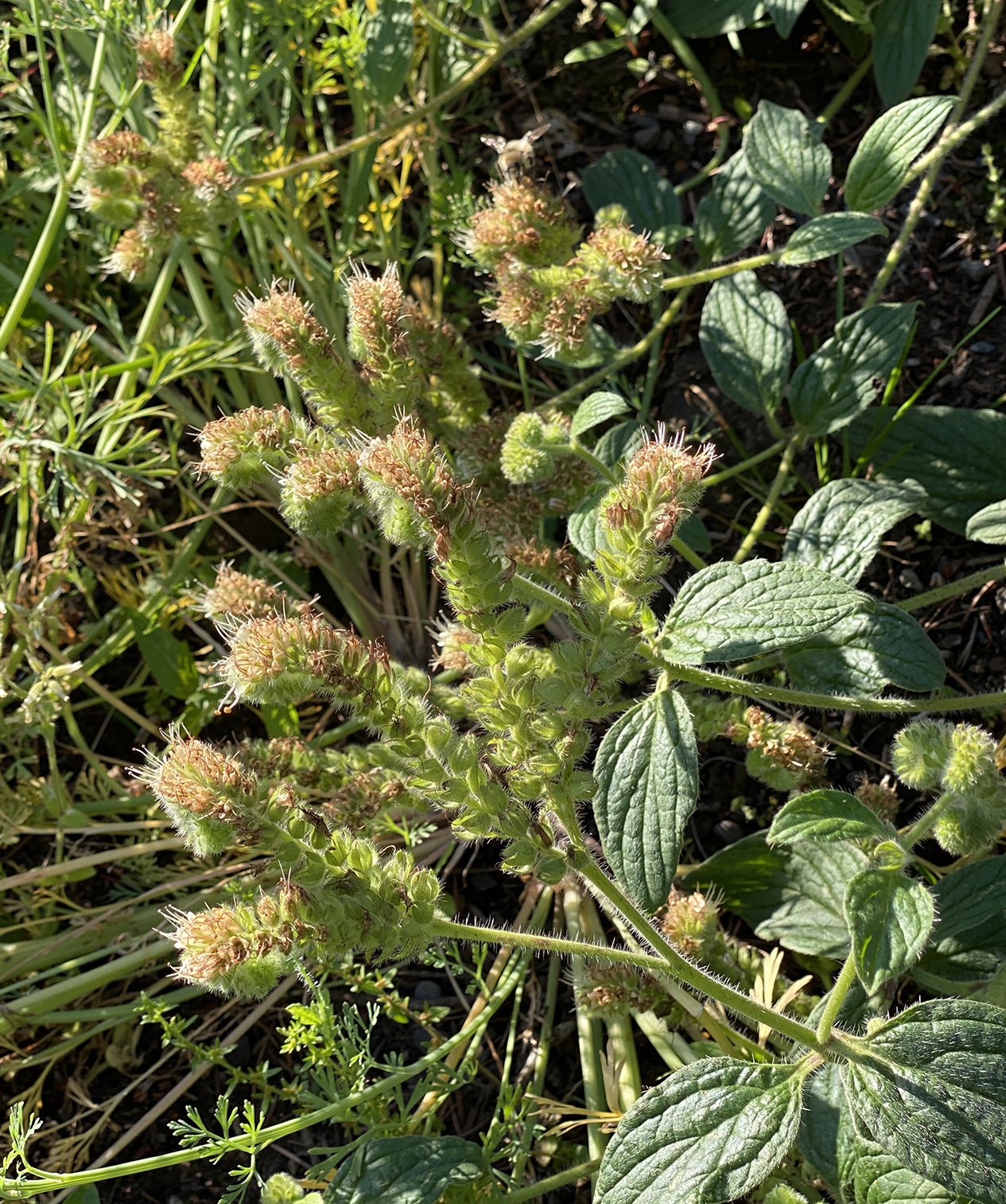 Oregon bee's friend is creepy-looking but well-named, with bumblebees always on it. (Look near the top.)