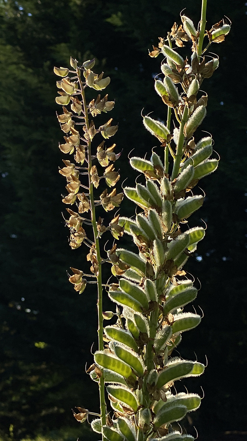 For lupines, it's already fall.