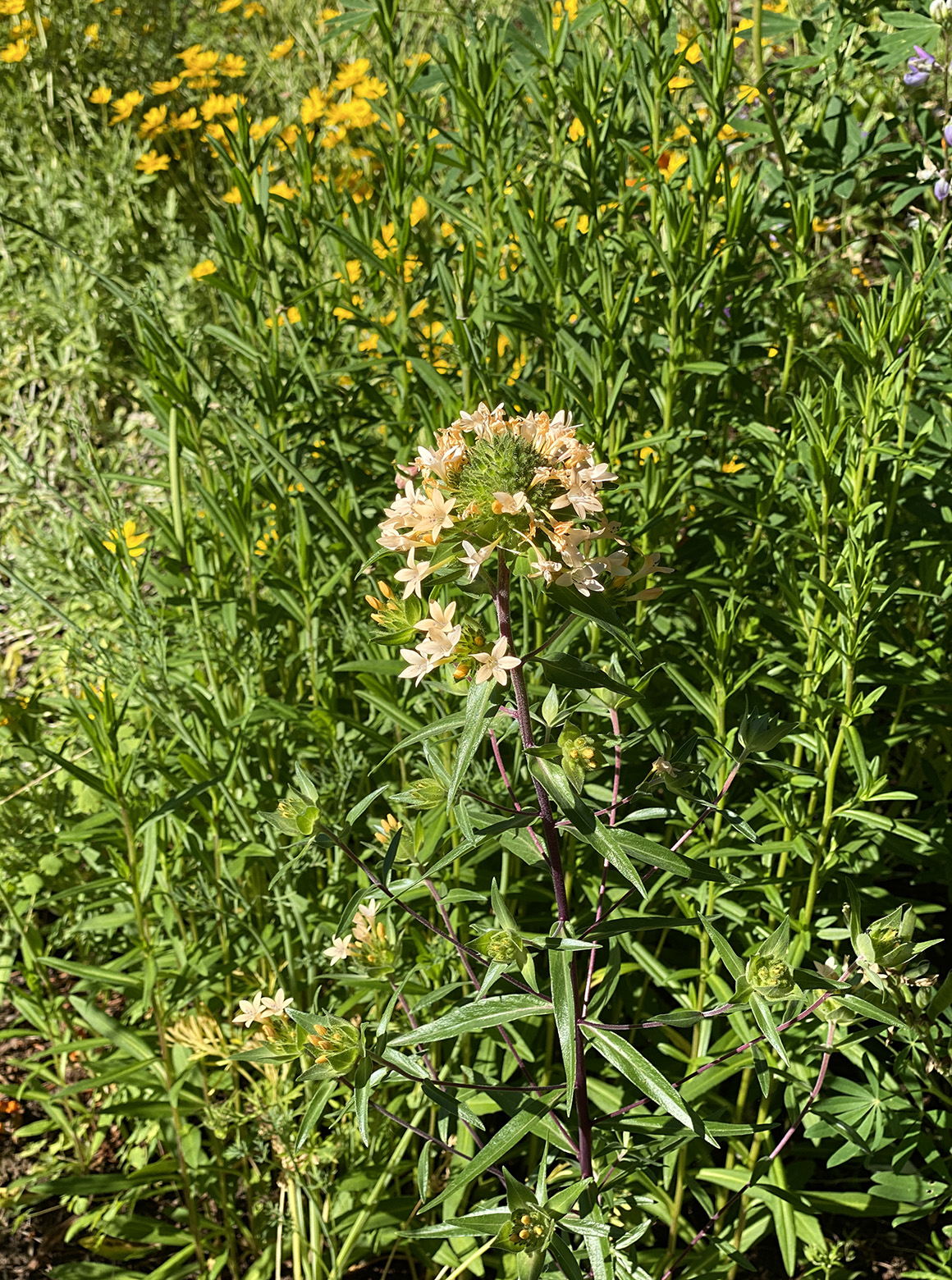 Bees really like this whatever-it-is, too.