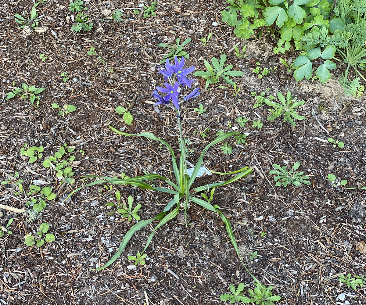 At last a camas lily