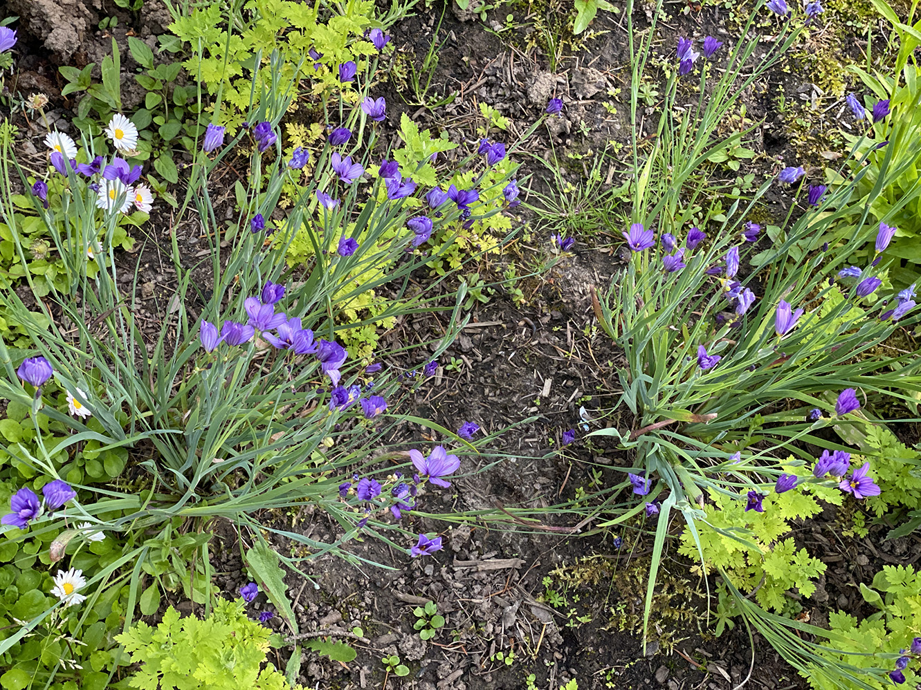 Blue-eyed grass in profusion