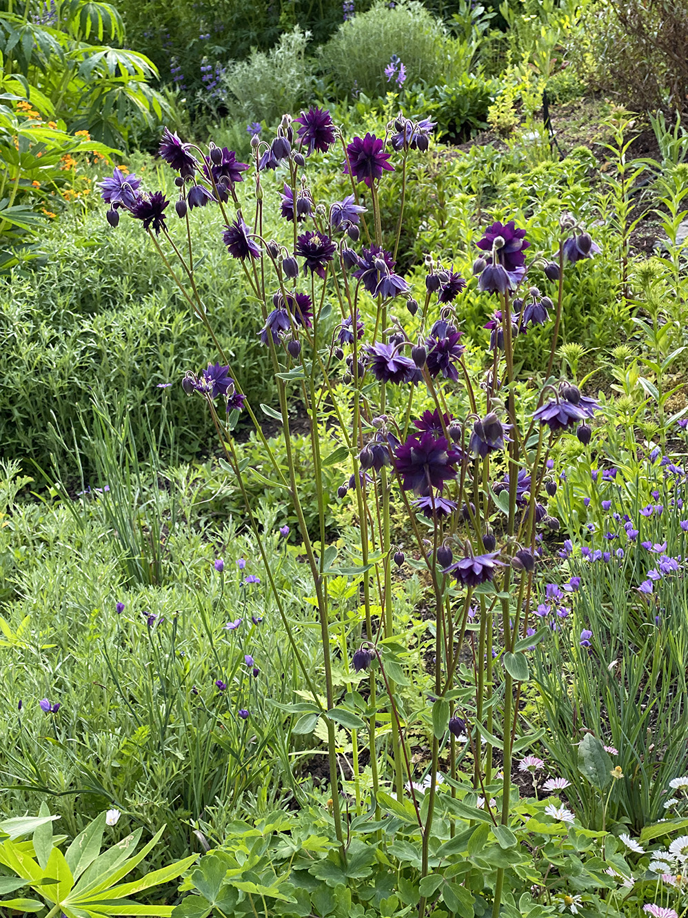 Purple columbine fireworks