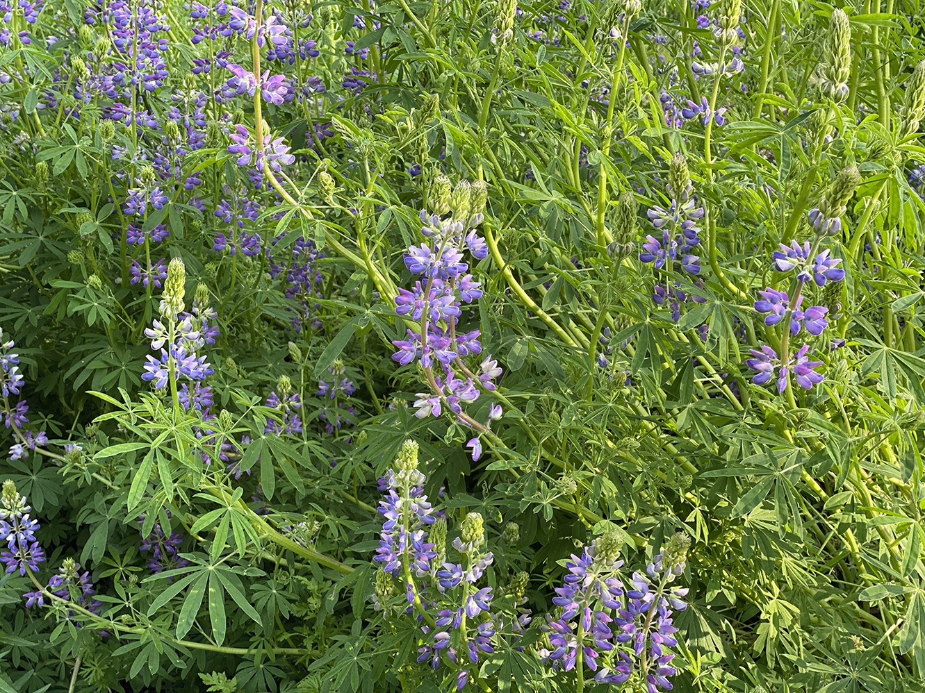 Lupines alight