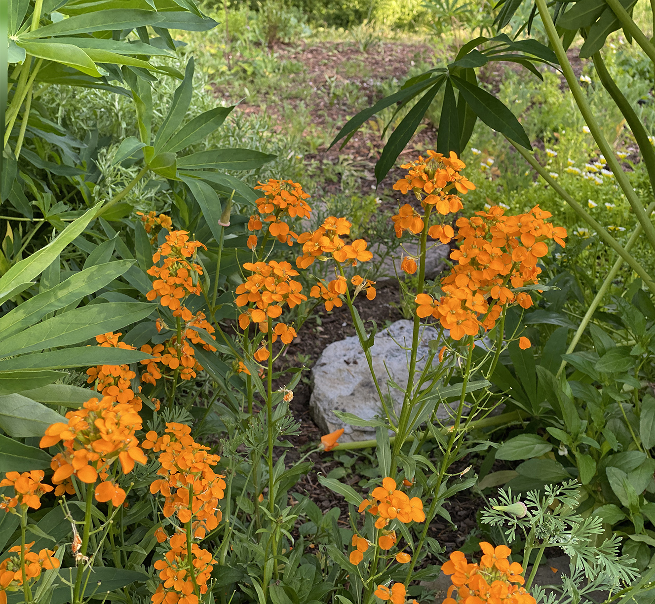 This gorgeous orange something directly athwart the path shows how unplanned it all is