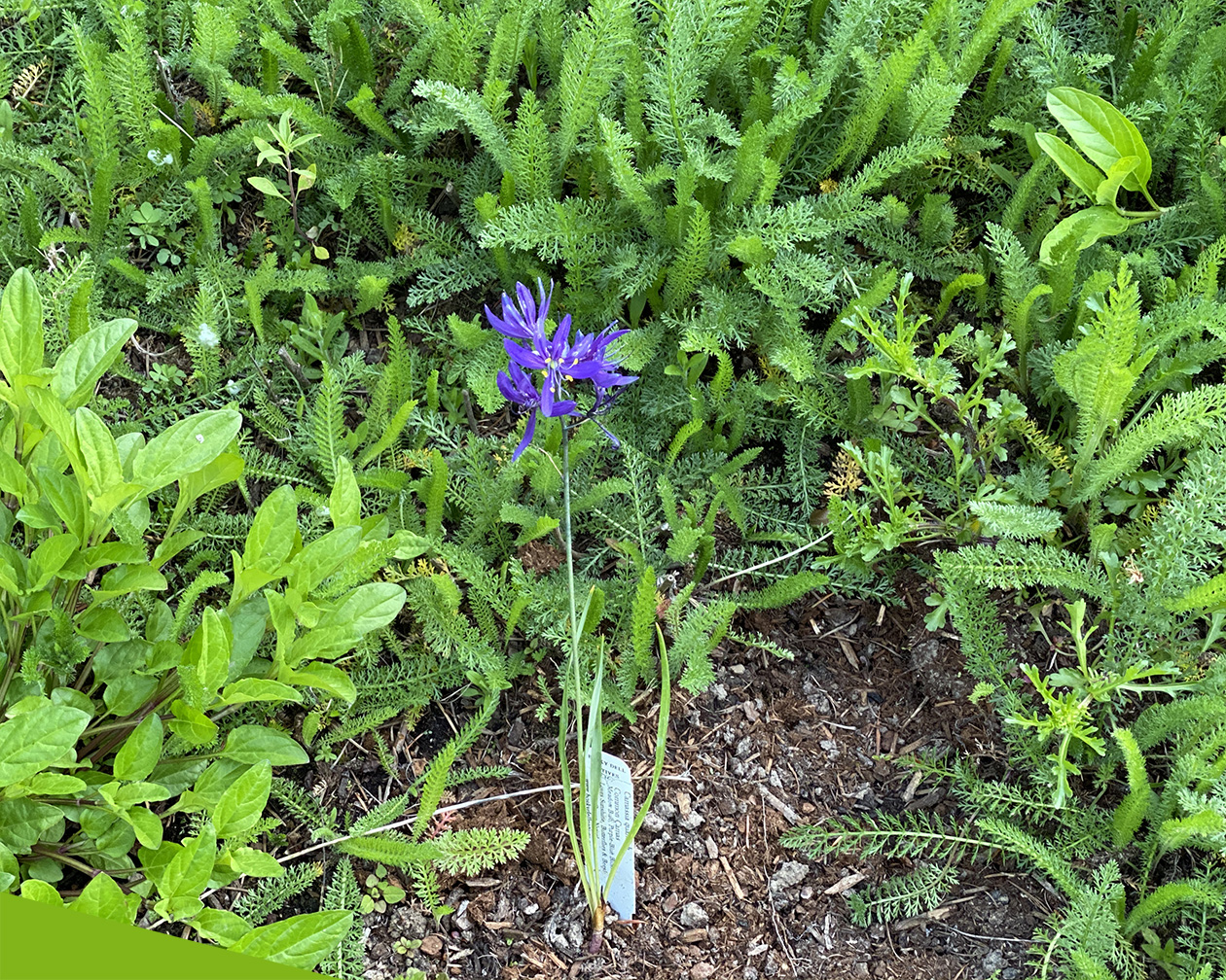 Camas lilies continue to pop up
