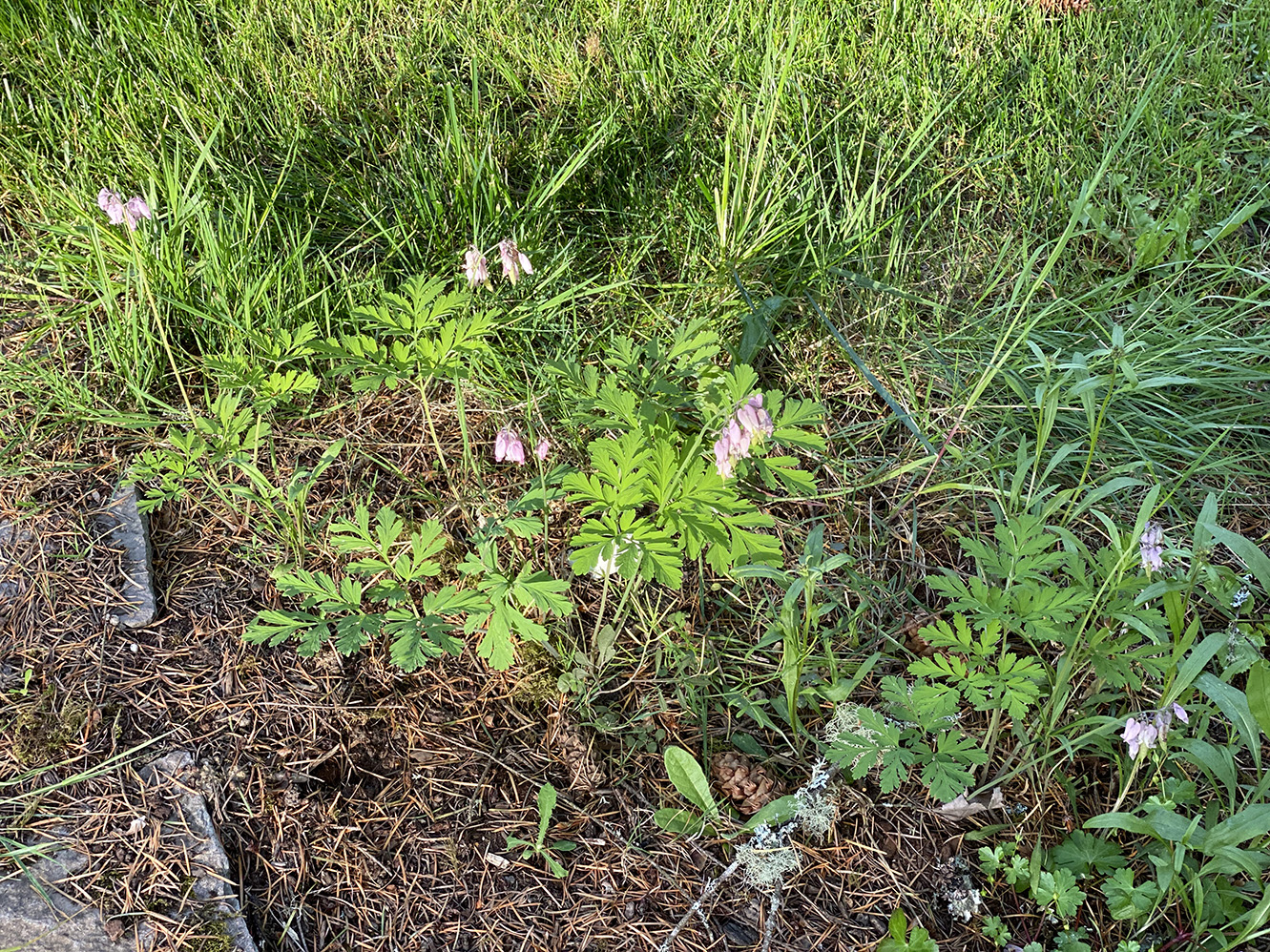 Bleeding hearts by the path under the fir