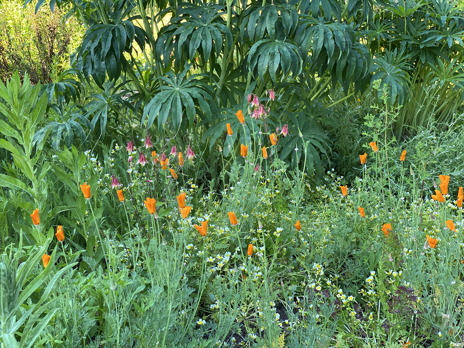 Lupine poppies columbine eggflower
