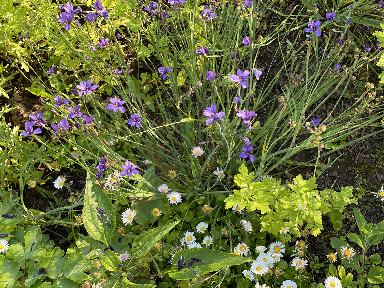 Blue-eyed grass with daisies