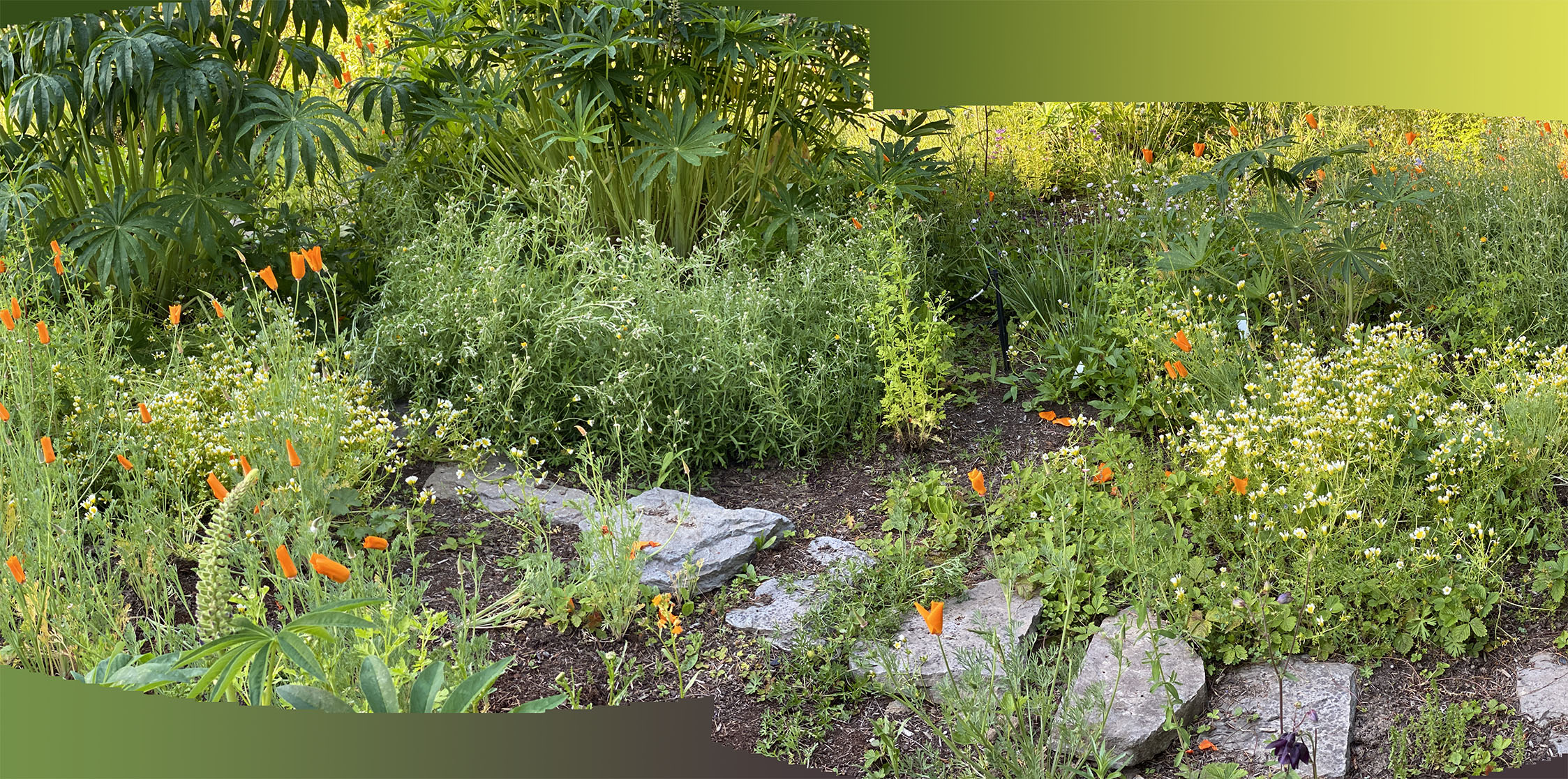 Path into lupine tangle