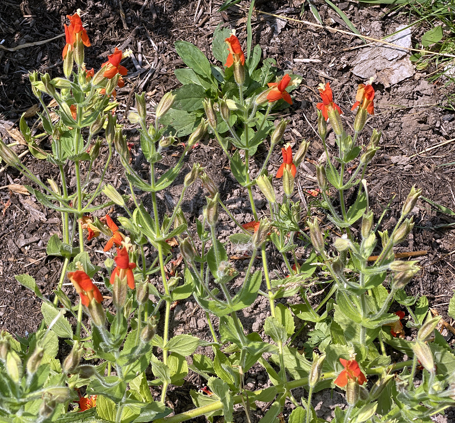 Monkeyflower goes to town