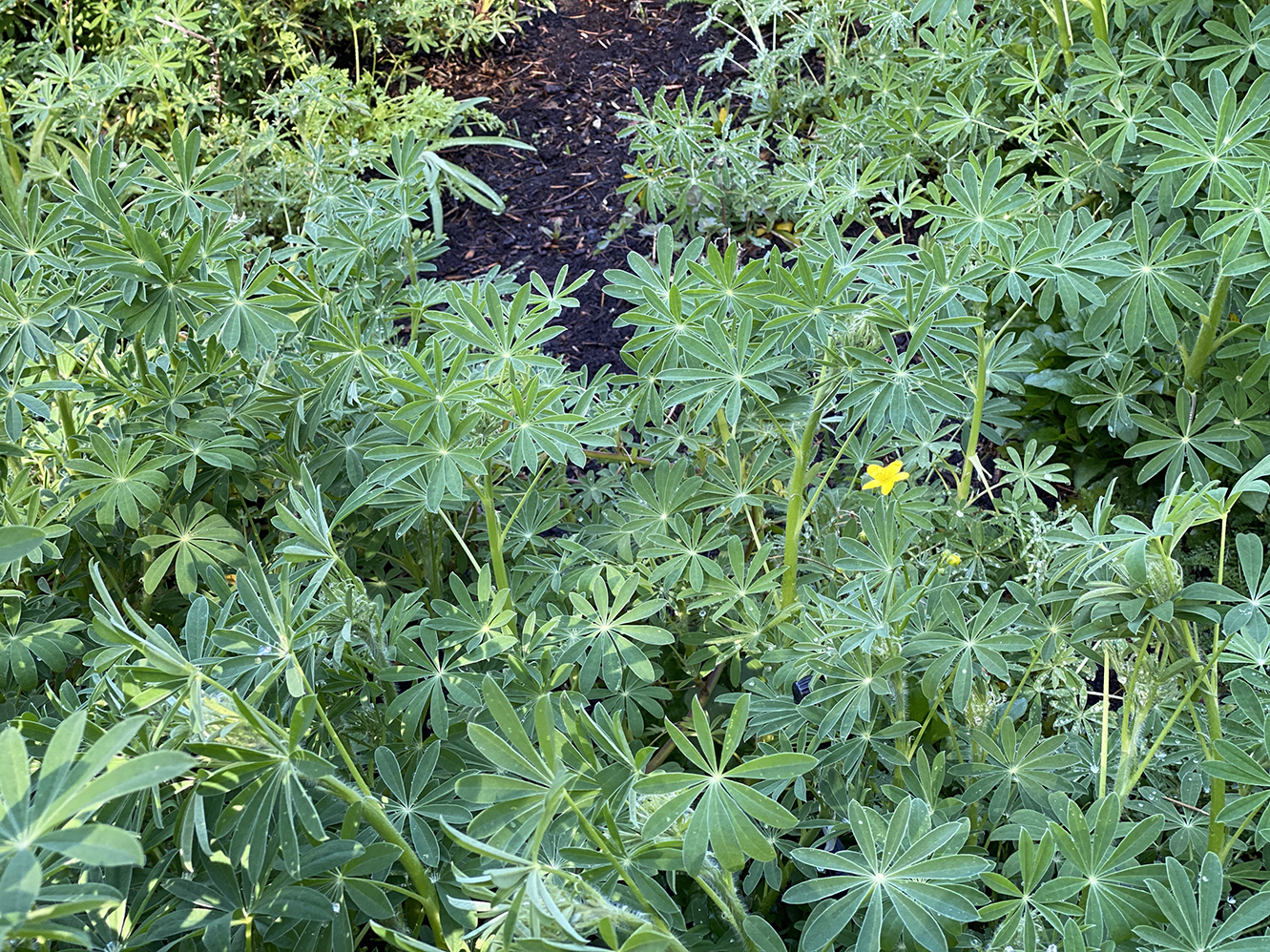 A lone buttercup in the lupine forest